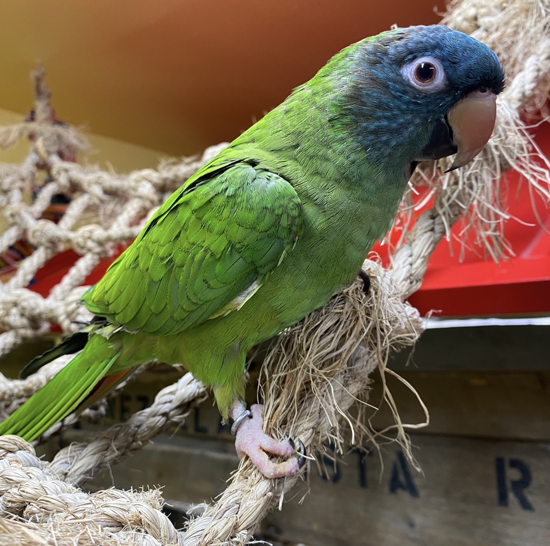 Conure à tête bleue